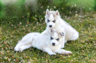 Çimenlerde poz veren mavi gözlü iki küçük köpek yavrusu