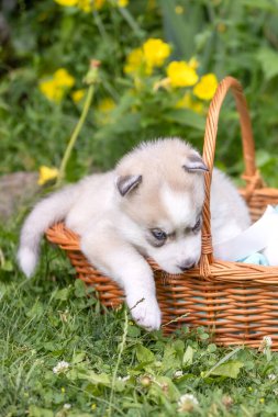 Sepet mavi gözlü sevimli Sibirya husky köpek yavrusu