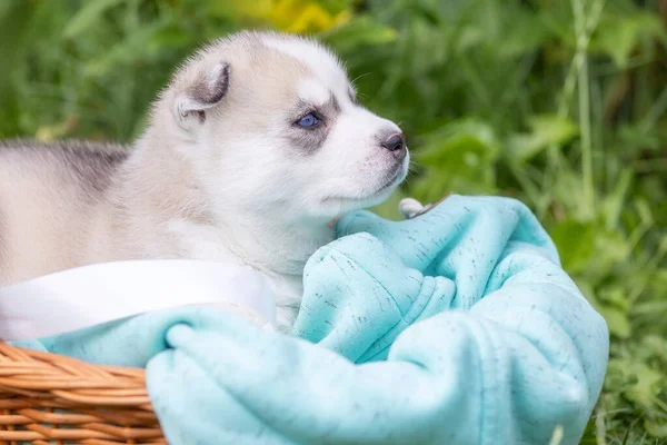 Cute Siberian husky puppy with blue eyes in the basket