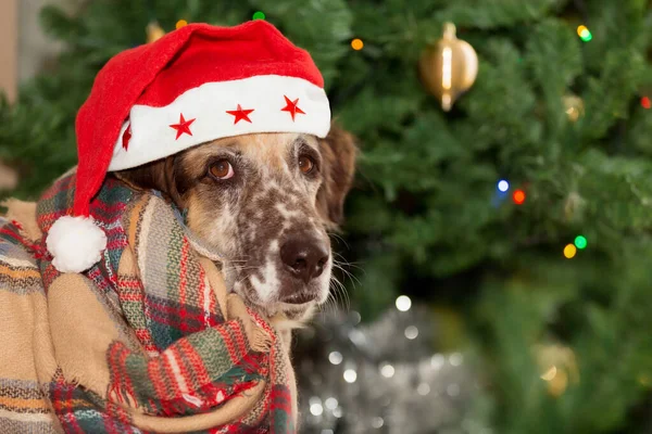 Mutlu Noeller ve mutlu yıllar, büyük melez köpek Noel Baba şapkası ve eşarbının içinde Noel ağacının yanında oturuyor.