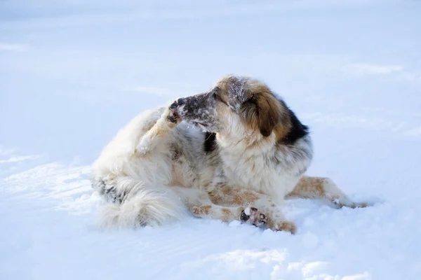Big fluffy dog cleaning out the ice from paws lying down in the snow