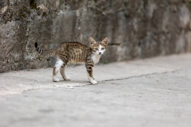 Karadağ 'ın eski Kotor kentinde kaldırımda duran sevimli sokak kedisi.