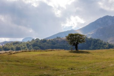 Durmitor dağları ve ağaç manzarası, Karadağ Ulusal Parkı, yaz