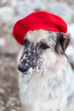 Sonbahar parkında parlak kırmızı bereli büyük beyaz ve siyah melez köpek, yakın plan portre.