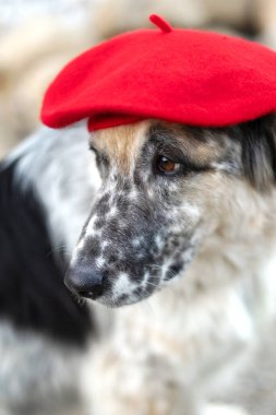 Sonbahar parkında parlak kırmızı bereli büyük beyaz ve siyah melez köpek, yakın plan portre.