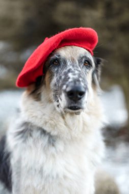 Sonbahar parkında parlak kırmızı bereli büyük beyaz ve siyah melez köpek, yakın plan portre.