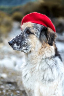 Sonbahar parkında parlak kırmızı bereli büyük beyaz ve siyah melez köpek, yakın plan portre.