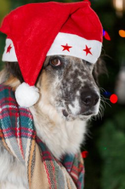 Mutlu Noeller ve mutlu yıllar, büyük melez köpek Noel Baba şapkası ve eşarbının içinde Noel ağacının yanında oturuyor.