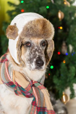 Mutlu Noeller ve mutlu yıllar, büyük melez köpek Noel ağacının yanında kış şapkası ve eşarp oturuyor.