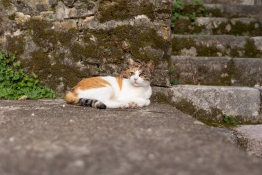 Karadağ 'ın eski kenti Kotor' un eski duvarının yakınındaki beyaz ve kırmızı sokak kedisi. Kediler şehri.