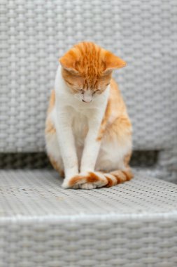 Karadağ 'ın Kotor kentindeki kafeterya sandalyesinde oturan üzgün, kızıl, sokak kedisi.