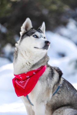 Safkan Husky köpek portresi, kırmızı eşarplı, karda oturan, yakın plan portresi