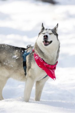 Safkan Husky köpek portresi kırmızı eşarplı, karda gözleri kapalı, gülümsüyor.
