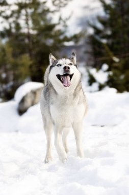 Sibirya köpeği Husky gülümseyen portre, kış ormanındaki kar tarlası