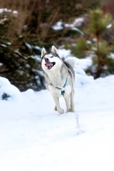Dog Siberian Husky running on a snowy field in winter forest, copy space