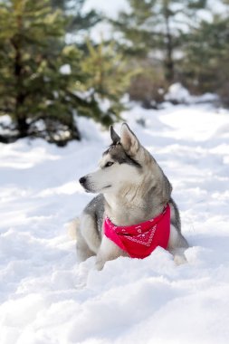 Safkan Husky köpek portresi, kırmızı eşarplı, karda uzanmış, yakın plan portresi