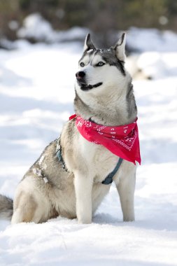 Safkan Husky köpek portresi, kırmızı eşarplı, karda oturmuş gülümsüyor.