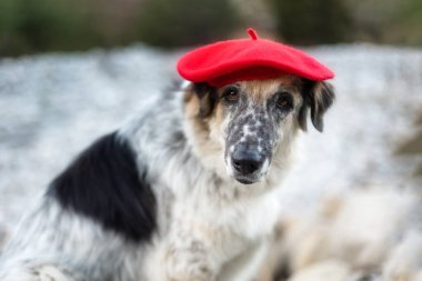 Sonbahar parkında parlak kırmızı bereli büyük beyaz ve siyah melez köpek, yakın plan portre.