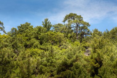 Panorama çam ağaçları dağ ormanı, mavi gökyüzü, yaz manzarası