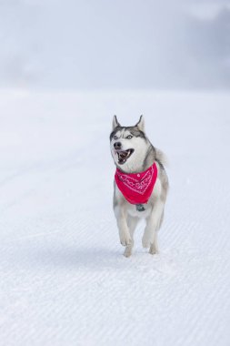 Kırmızı eşarplı komik köpek Sibirya Husky kışın karlı bir kayak yolunda koşuyor.