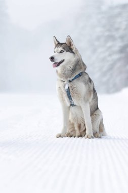 Safkan Husky köpek portresi, kırmızı eşarplı, karda oturmuş gülümsüyor.