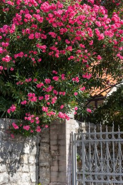 Karadağ 'da Adriyatik Denizi üzerine ev çiti ve pembe zakkum çiçeği süslemesi