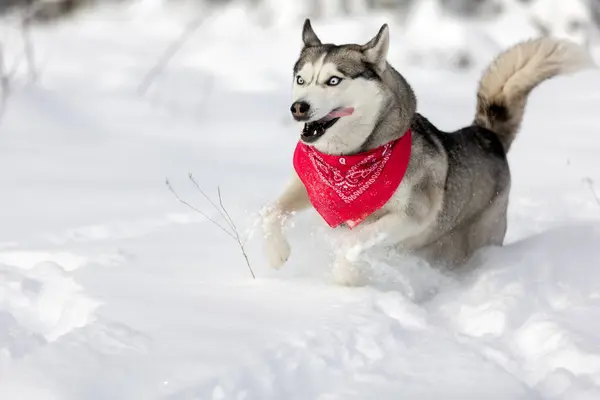 Happy Dog Siberian Husky running on a snowy field in winter forest, copy space