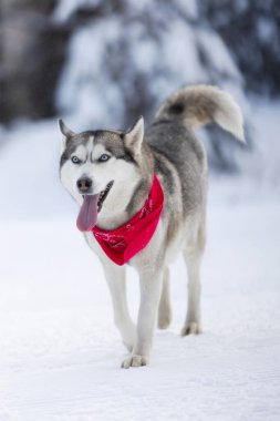 Kırmızı eşarplı köpek Sibirya Husky 'si. Yürüyor ve dil gösteriyor. Kar ormanı.