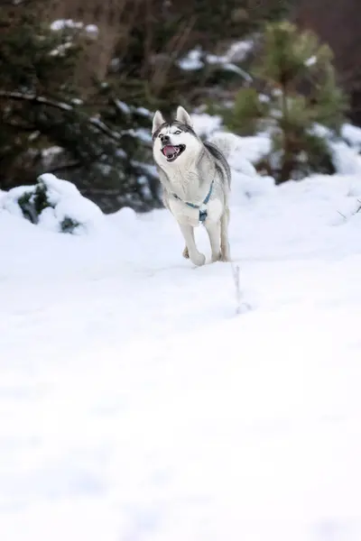 Dog Siberian Husky running on a snowy field in winter forest, copy space