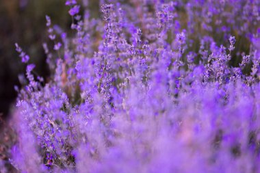 Mor mor lavanta tarlasına yakın çekim. Çiçekler seçici odak, bulanık arkaplan