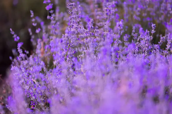 Mor mor lavanta tarlasına yakın çekim. Çiçekler seçici odak, bulanık arkaplan
