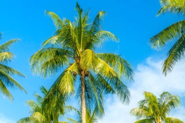 Mavi bulutlu arka planda yeşil palmiye ağaçları