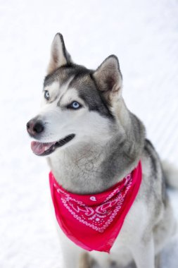 Safkan Husky köpek portresi, kırmızı eşarplı, karda oturmuş gülümsüyor.