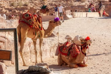 Petra, Ürdün - 3 Kasım 2022: Bedevi develeri ve antik kentteki insanlar