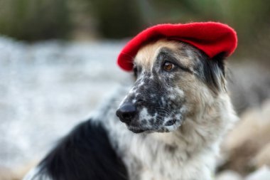 Sonbahar parkında parlak kırmızı bereli büyük beyaz ve siyah melez köpek, yakın plan portre.