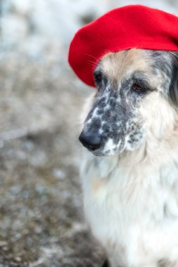 Sonbahar parkında parlak kırmızı bereli büyük beyaz ve siyah melez köpek, yakın plan fotokopi alanı