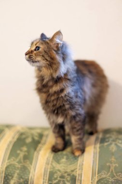 Uzun saçlı tekir kedinin yakın plan portresi, yana bakıyor.