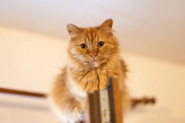 Çerçevede kızıl bir kedi yatıyor ve açık pencerenin tepesinden bakıyor