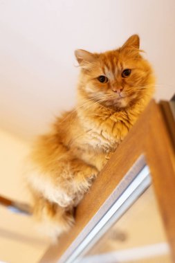 Çerçevede kızıl bir kedi yatıyor ve açık pencerenin tepesinden bakıyor