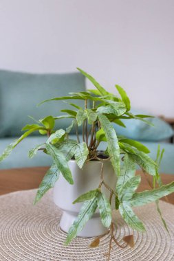 Cozy corner of living room with stylish sofa, green plant on coffee table