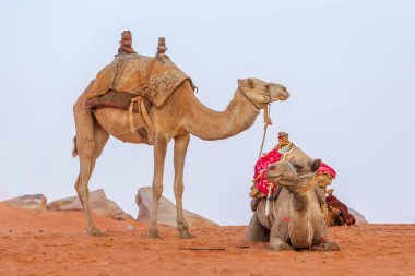 Ürdün çölünde dinlenen iki eyerli Camel Wadi Rum.