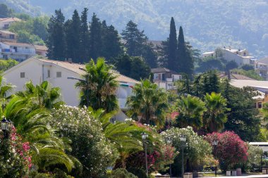 Kotor, Karadağ güzel yeşil ağaçlar manzaralı, evleri olan sokak manzaralı