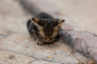 Sokakta oturan küçük kedi yavrusu, dışarı bakan, başıboş zavallı kedi portresi