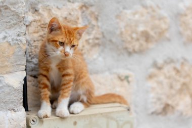Karadağ 'ın eski kenti Kotor' un antik duvarının yanında oturan küçük kızıl, sokak kedisi. Kediler şehri.