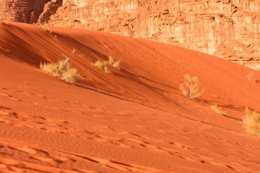 Kuru bitkiler, turuncu çöl kum tepesi manzarası Wadi Rum, Ürdün
