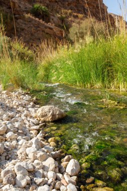 Nehir ve yeşil çimenler kanyonun içinde, Jordan.