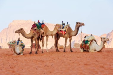 Develer çöldeki Wadi Rum çölünde dinleniyor, Jordan. Kum taşı kayaları manzara