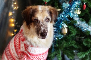 Kırmızı beyaz takım elbiseli büyük tüylü köpek evde Noel ağacının yanında oturuyor.