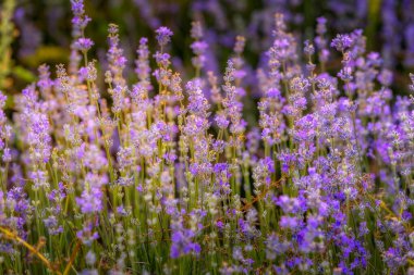 Mor mor lavanta tarlasına yakın çekim. Çiçekler seçici odak, bulanık arkaplan