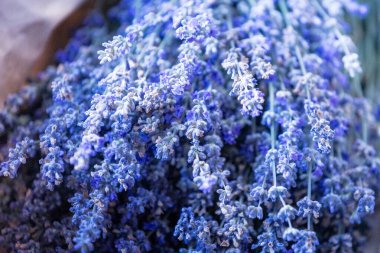 Taze lavanta buketi bir kağıt parçasına sarılı, yakın çekim manzaralı.